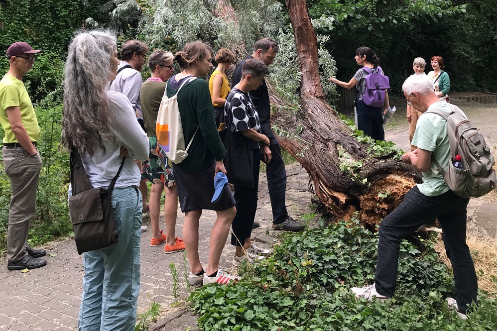 Kreuzberger Pflanze Spaziergang