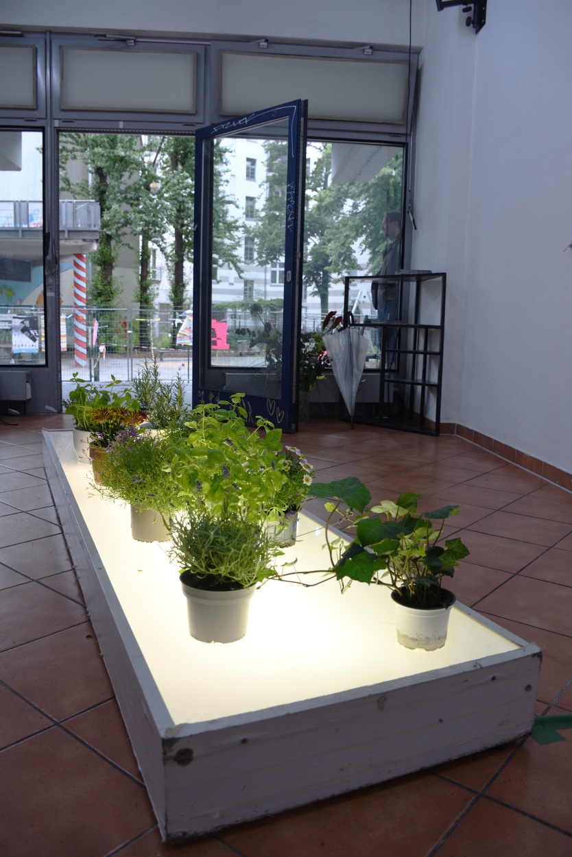 kreuzbergerpflanze01